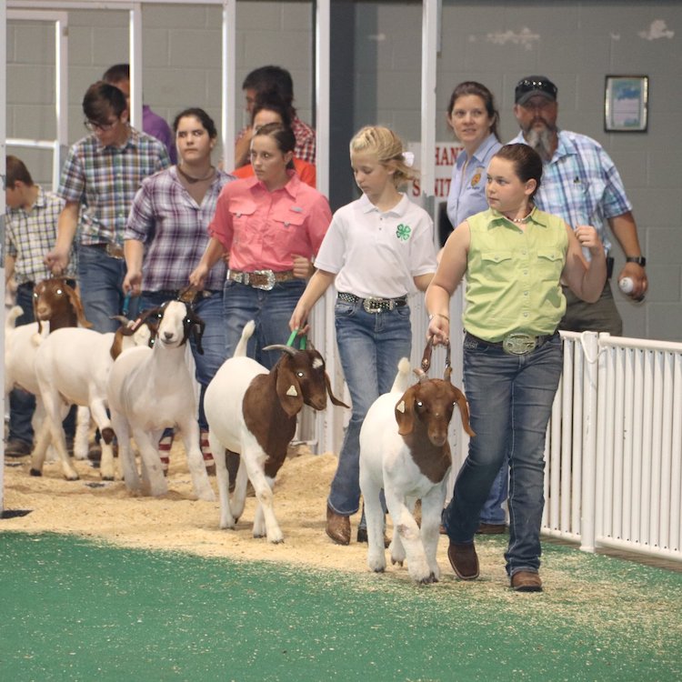 Georgia National Fair Celebrates 30 Years